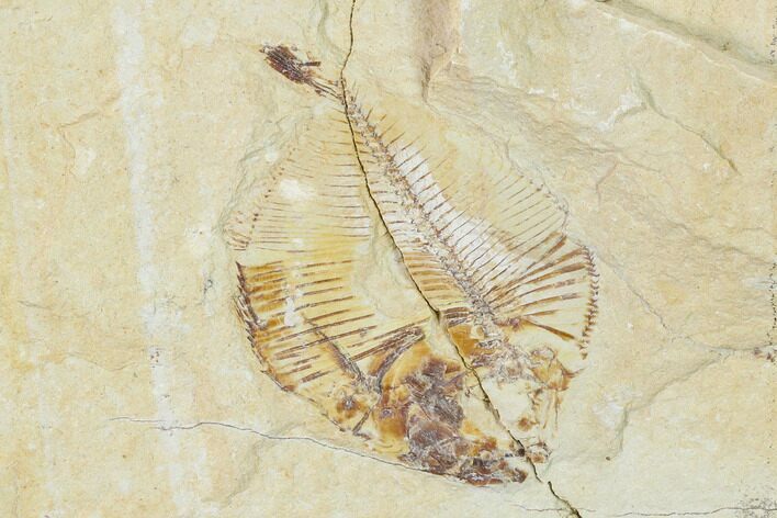 Fossil Fish (Diplomystus Birdi) - Hjoula, Lebanon #162699